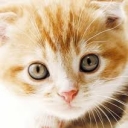 猫小咪